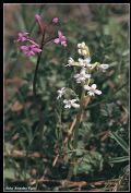 Orchis brancifortii